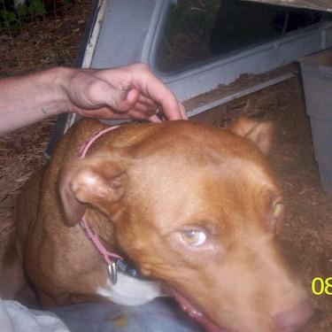 Olivers Cocoa Pit Bull.jpg